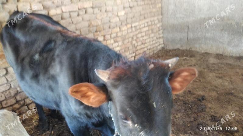 satlyk ökuz - Wekilbazar - img 4