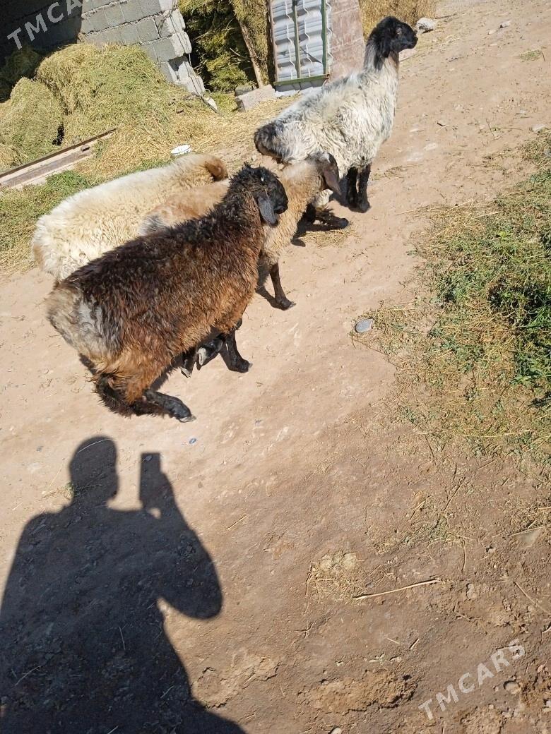 Tokly - Babadaýhan - img 2