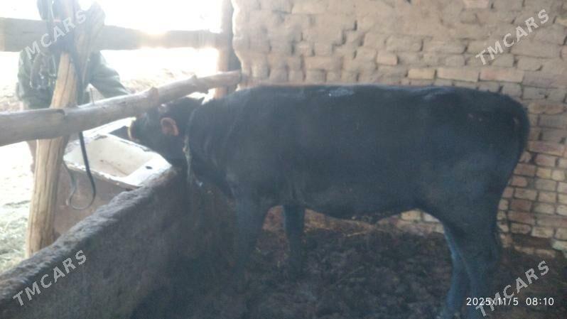 satlyk ökuz - Wekilbazar - img 3