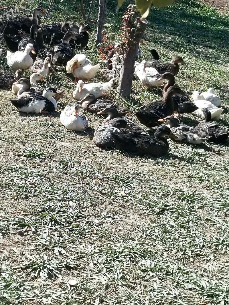 о́рдеклер - Mary - img 2