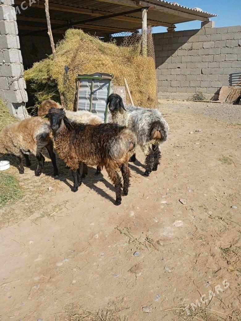 Tokly - Babadaýhan - img 1