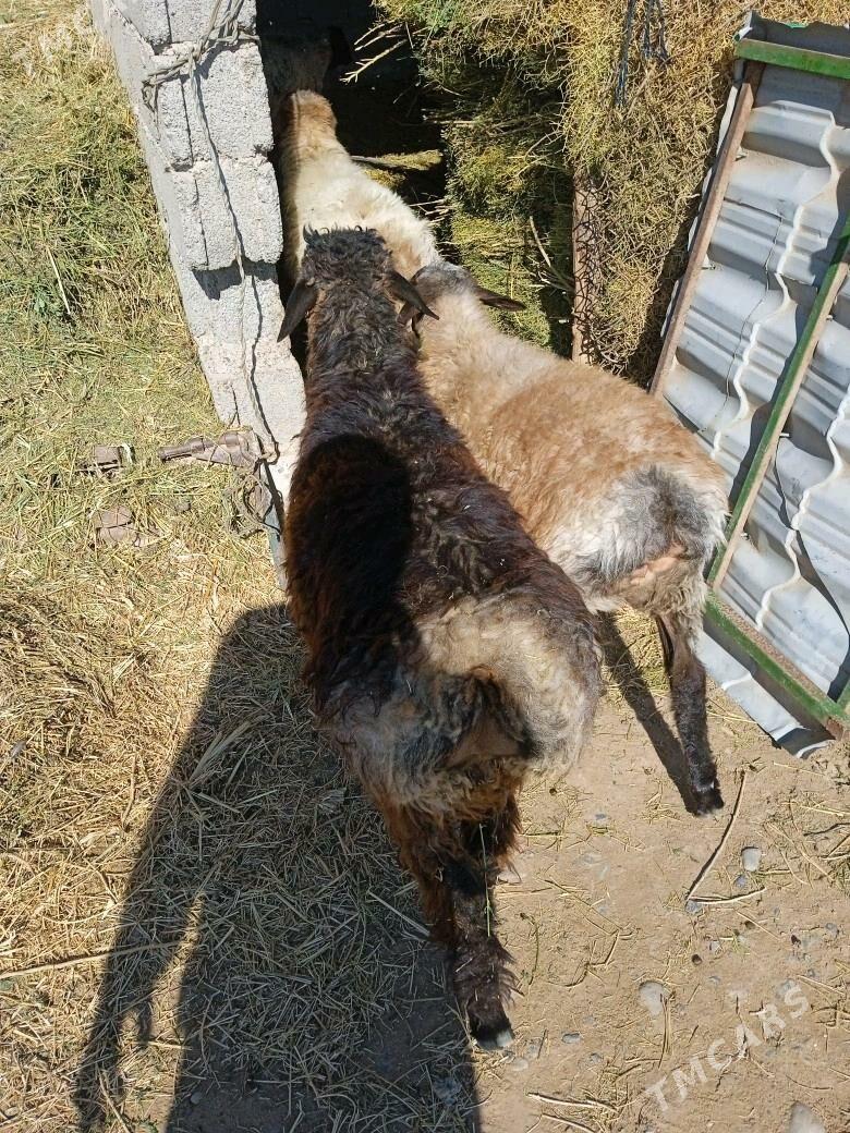 Tokly - Babadaýhan - img 3