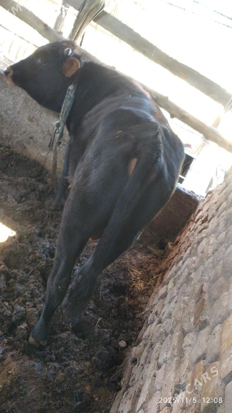 satlyk ökuz - Wekilbazar - img 1