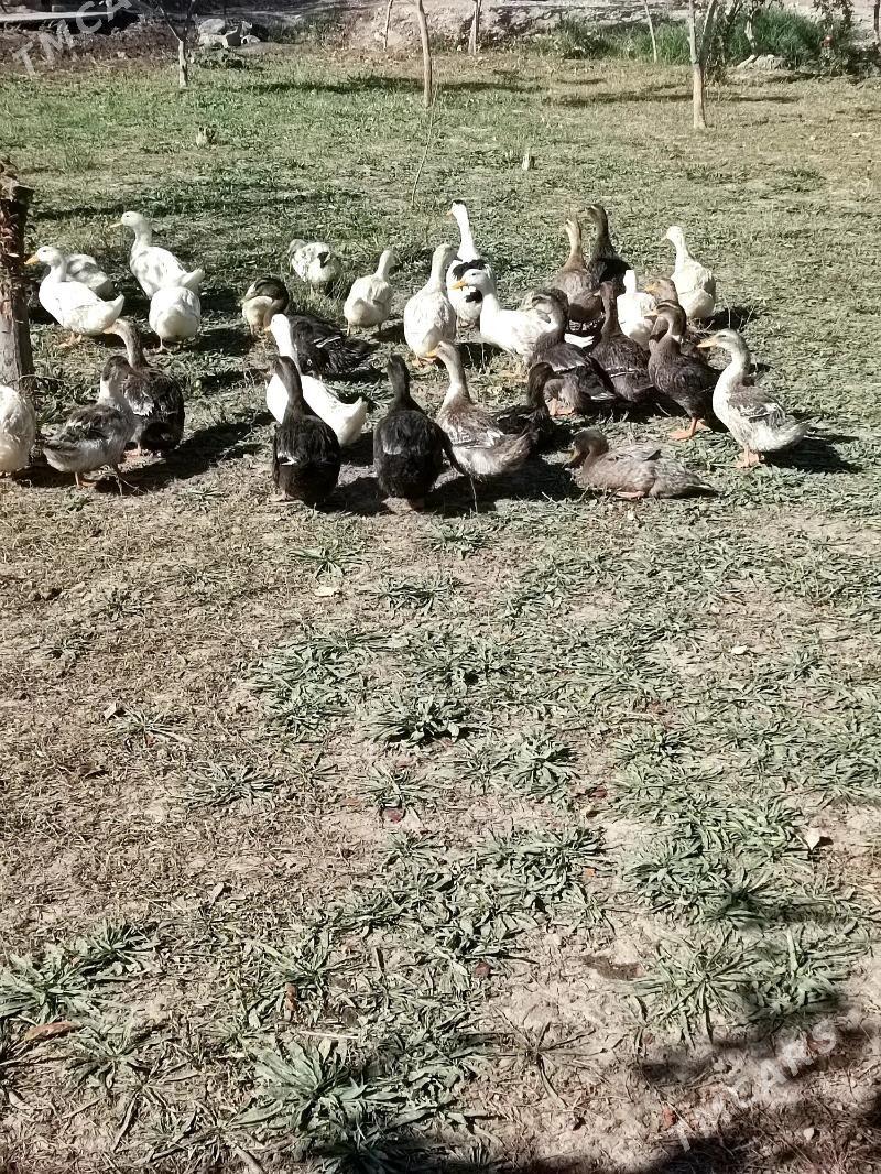 о́рдеклер - Mary - img 3