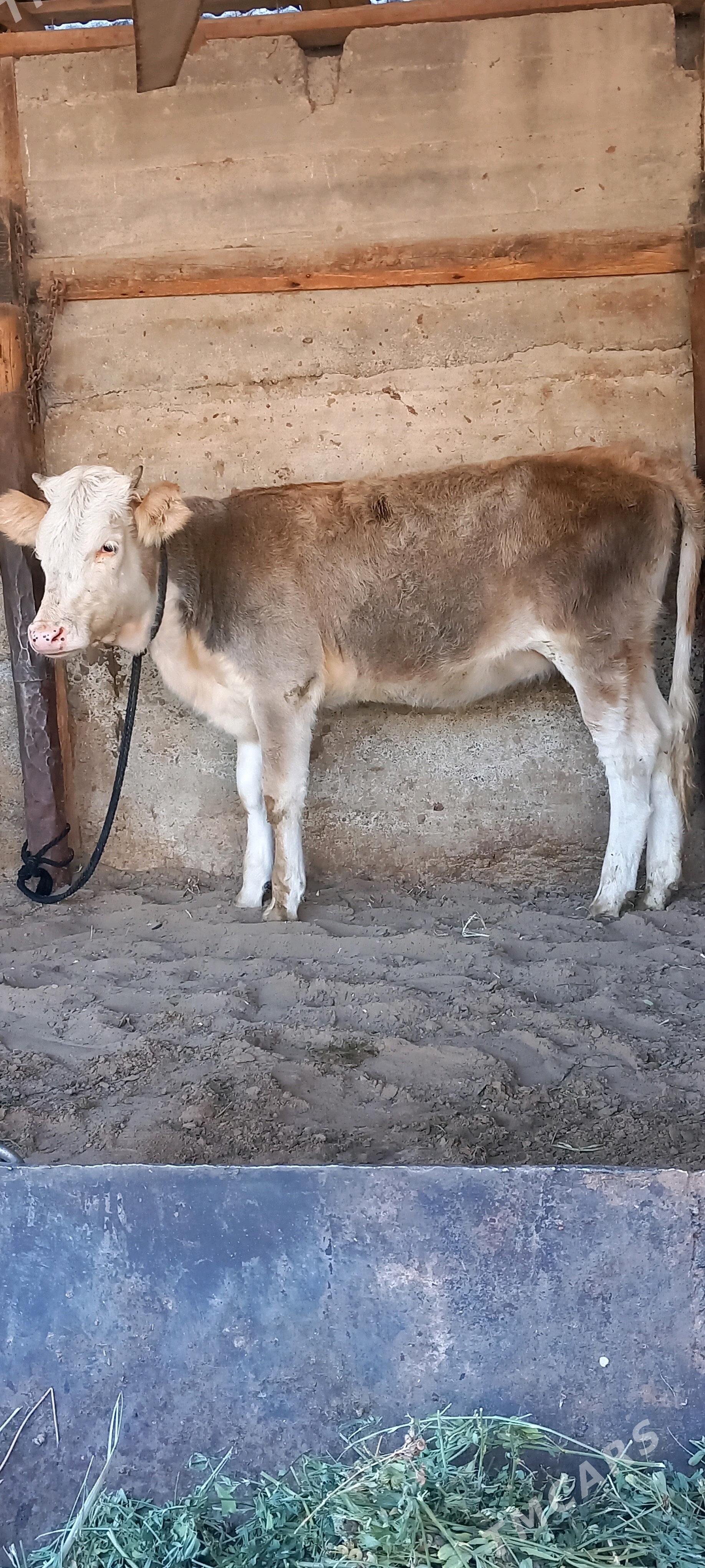 Gibirit tuwe - Gökdepe - img 3