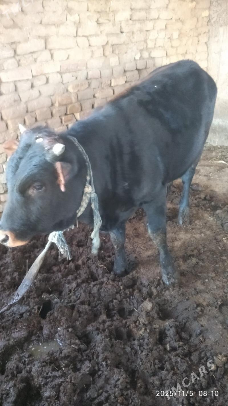 satlyk ökuz - Wekilbazar - img 2