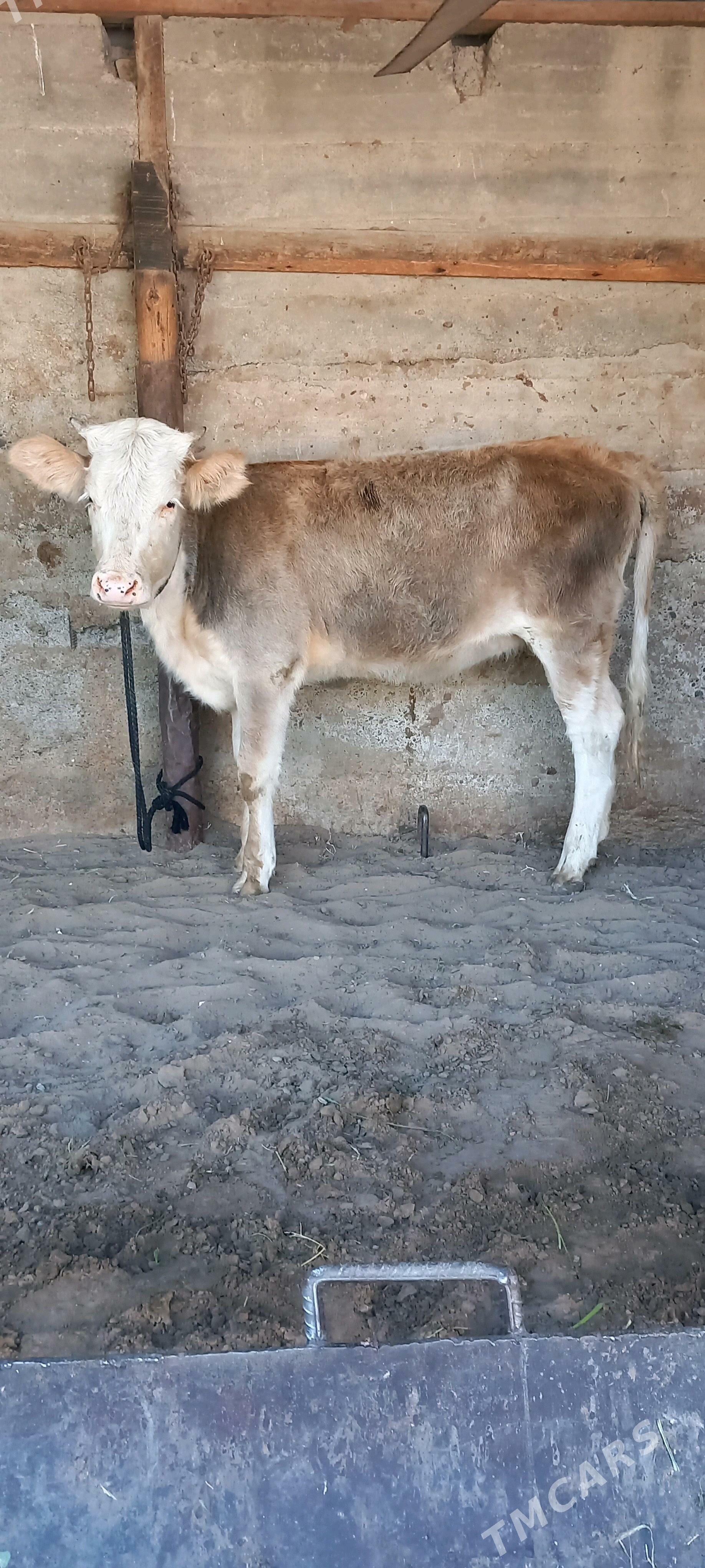 Gibirit tuwe - Gökdepe - img 4