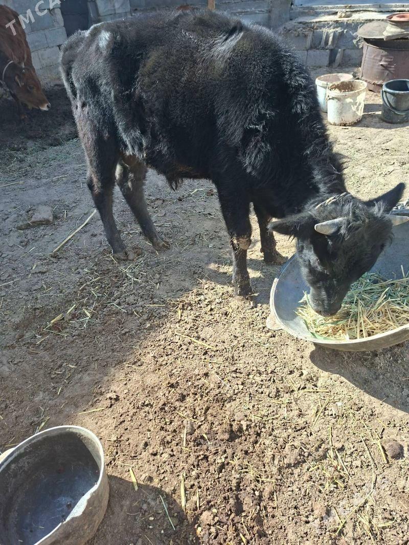 okuz - Garadamak Şor - img 4