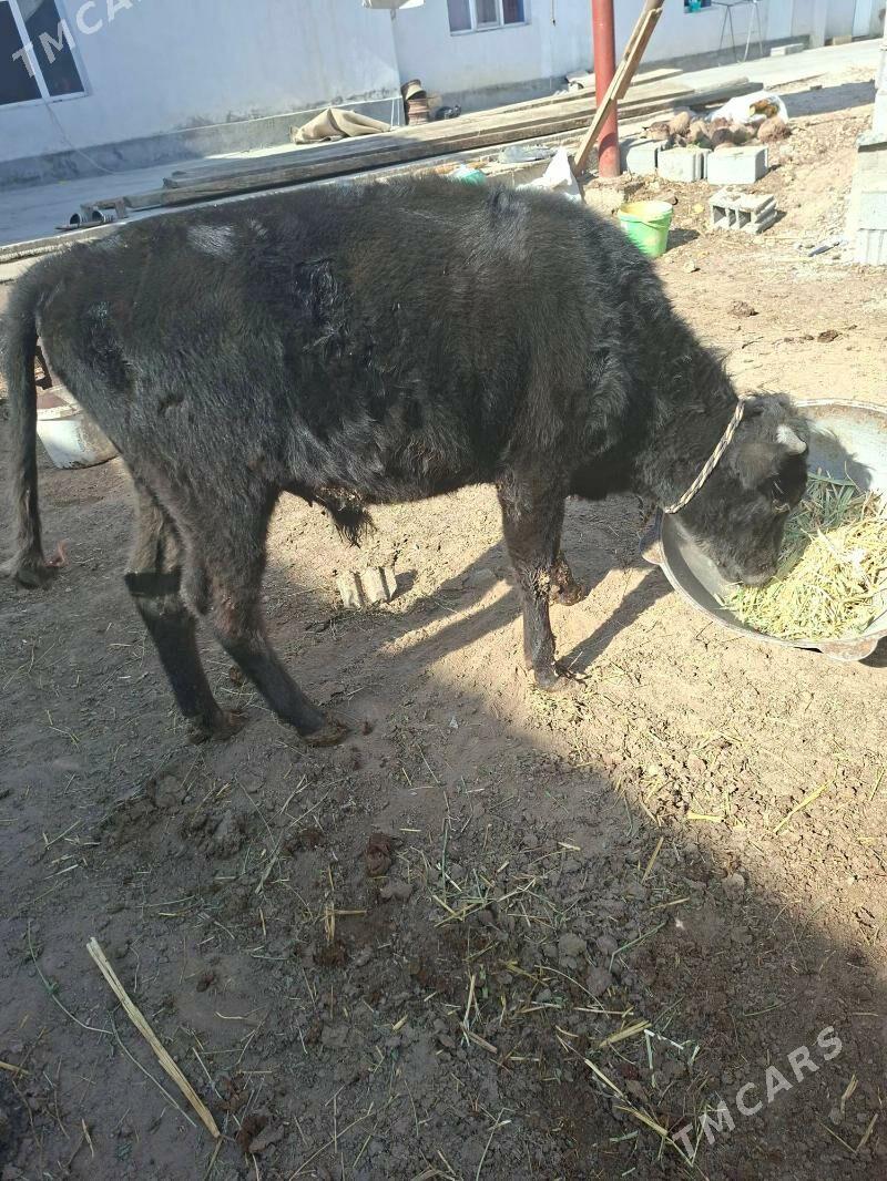 okuz - Garadamak Şor - img 1