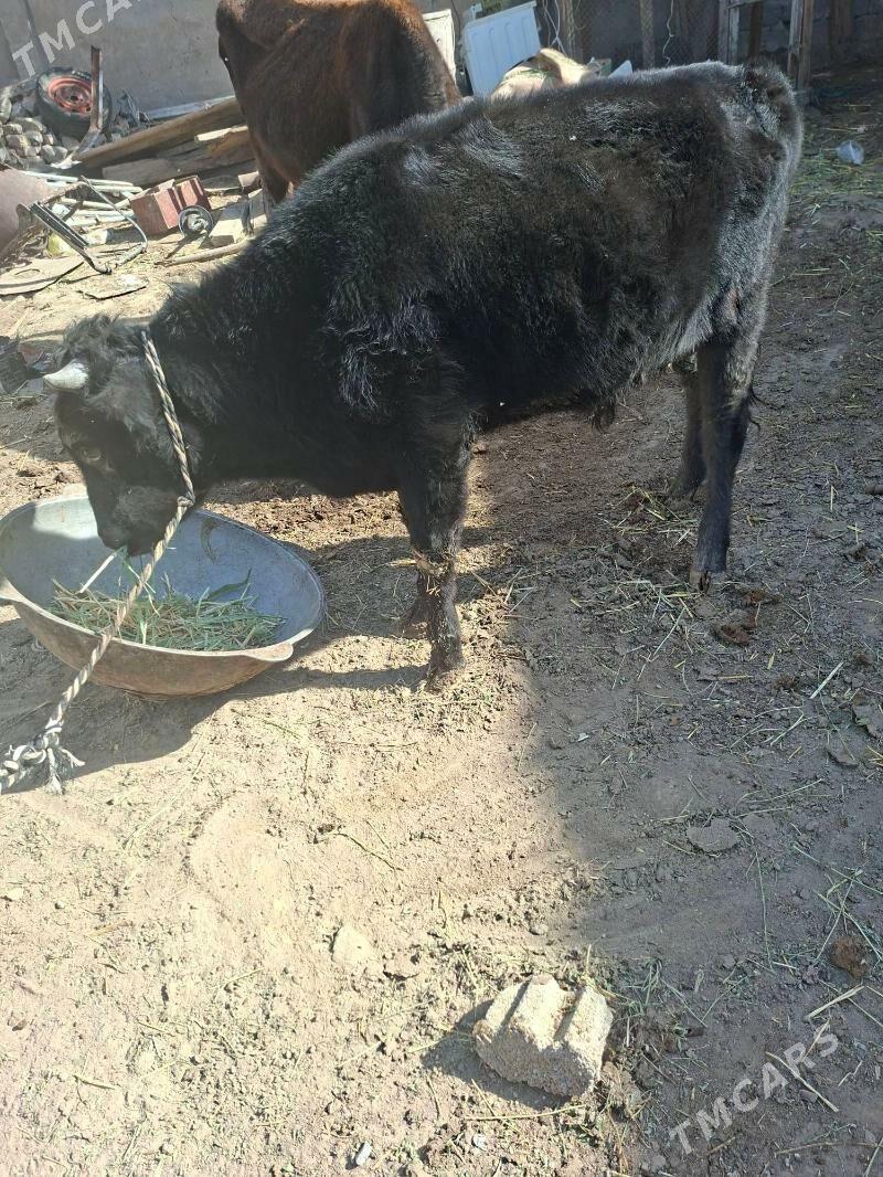 okuz - Garadamak Şor - img 3