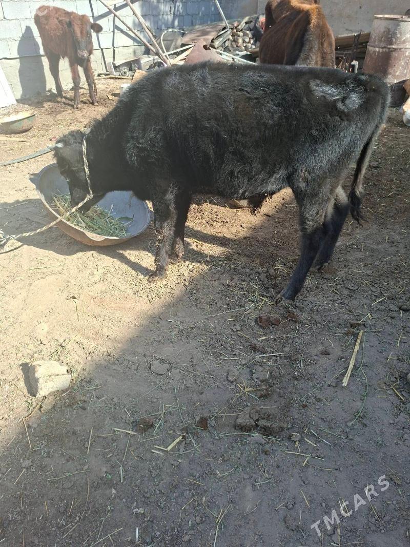 okuz - Garadamak Şor - img 2