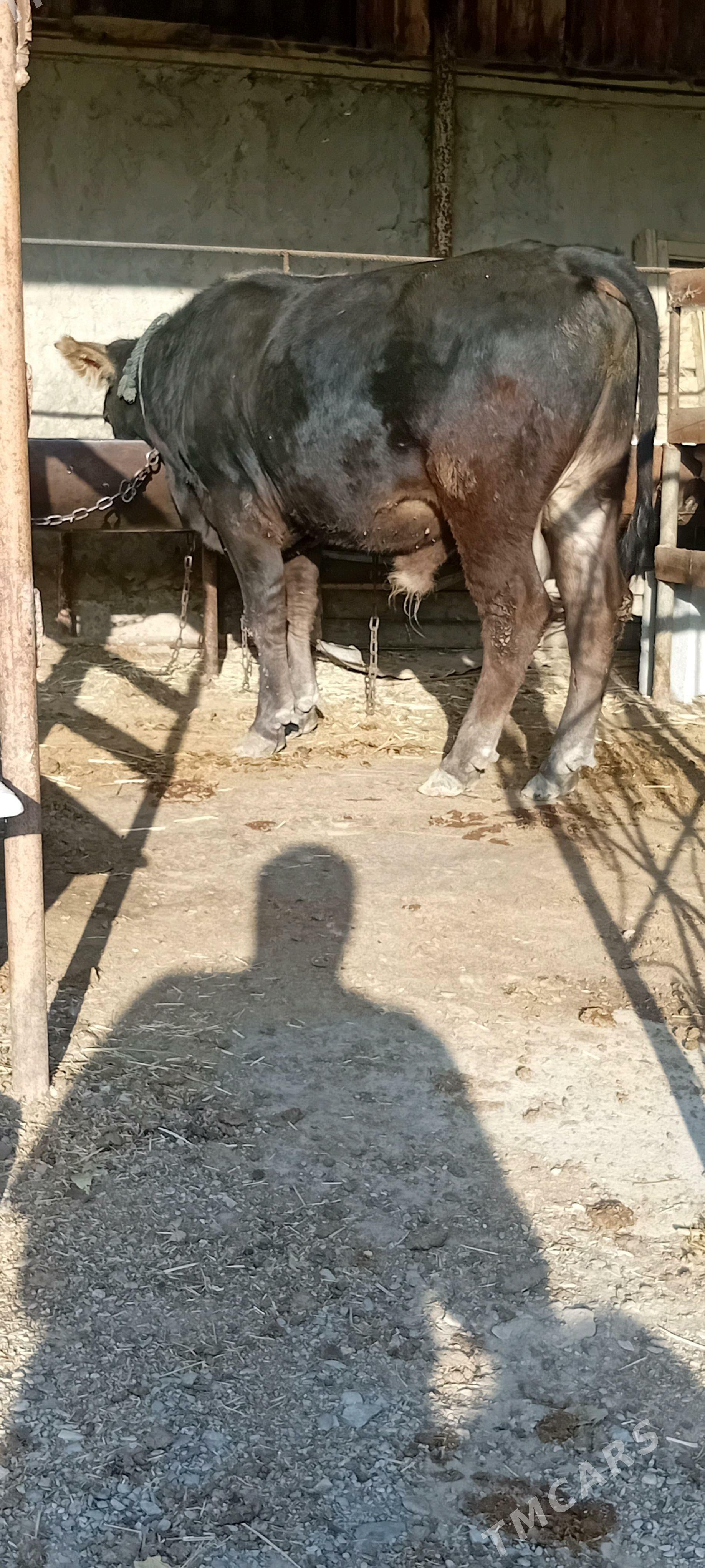 öküz - Bäherden - img 2