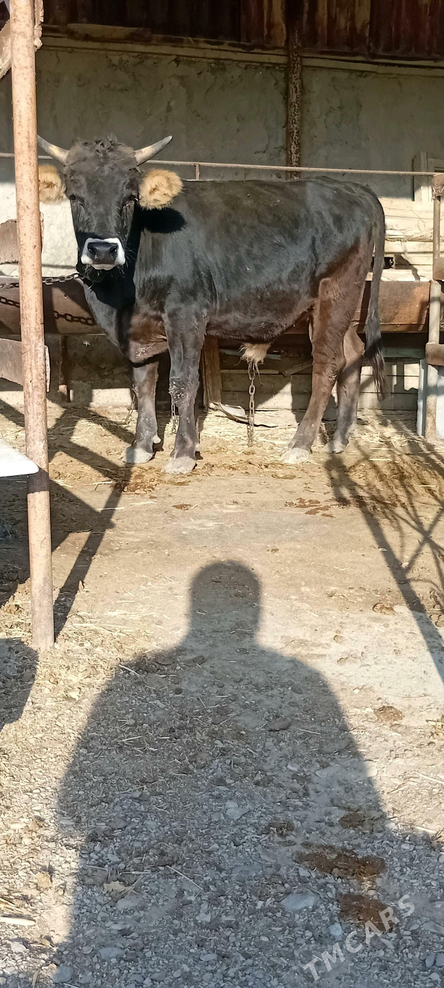 öküz - Бахарден - img 1