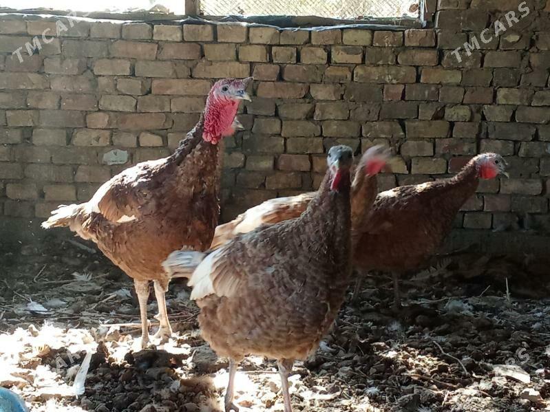 индук - Bagyr - img 4