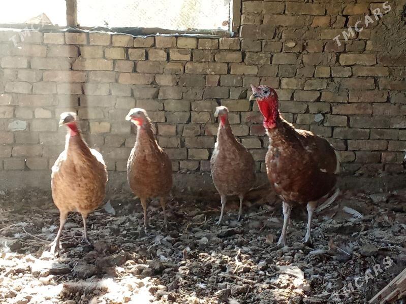 индук - Bagyr - img 2