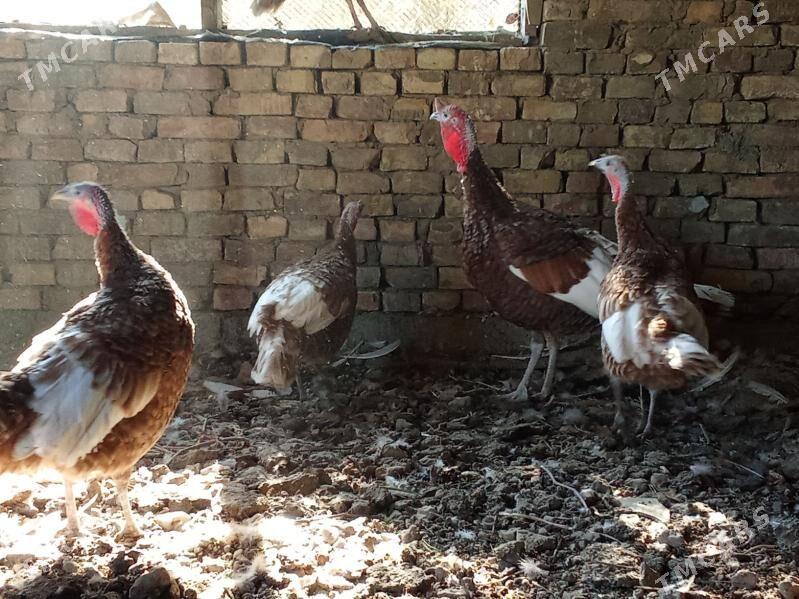 индук - Bagyr - img 6