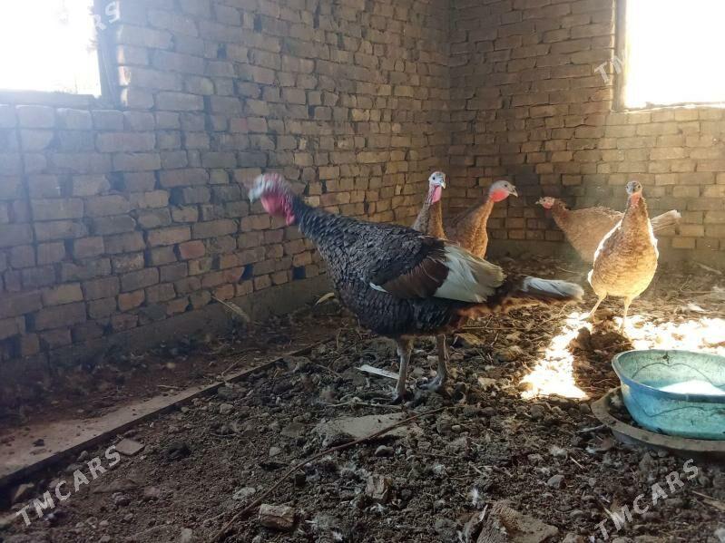 индук - Bagyr - img 7