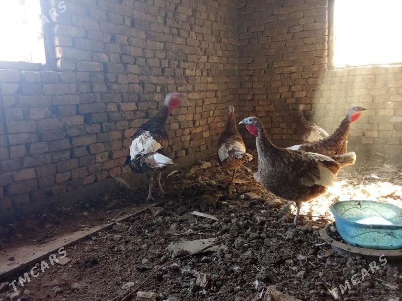 индук - Bagyr - img 3