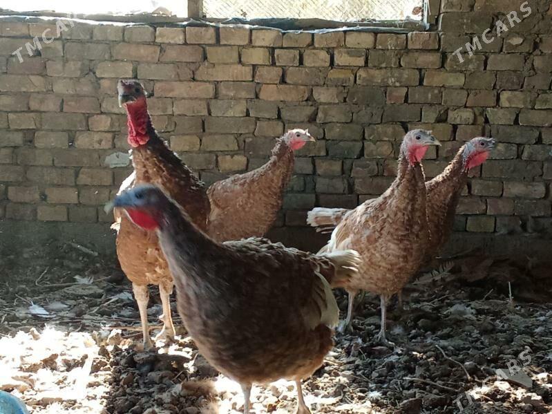 индук - Bagyr - img 5