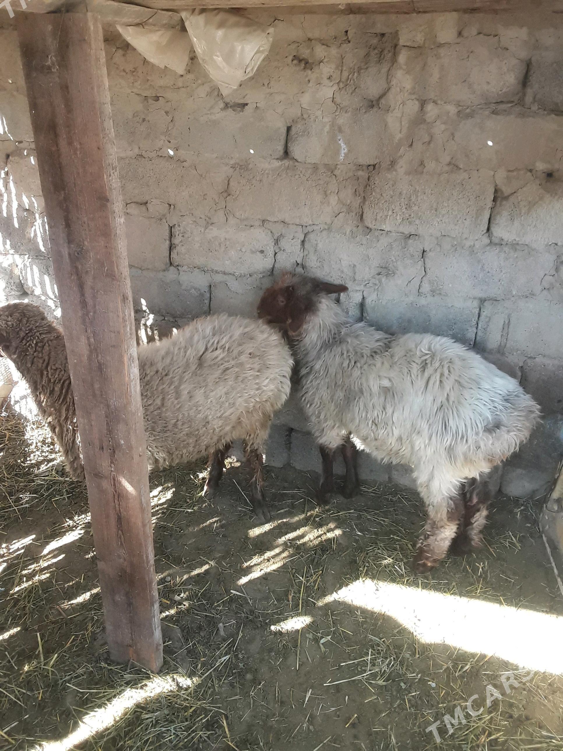 tokly - Gökdepe - img 3