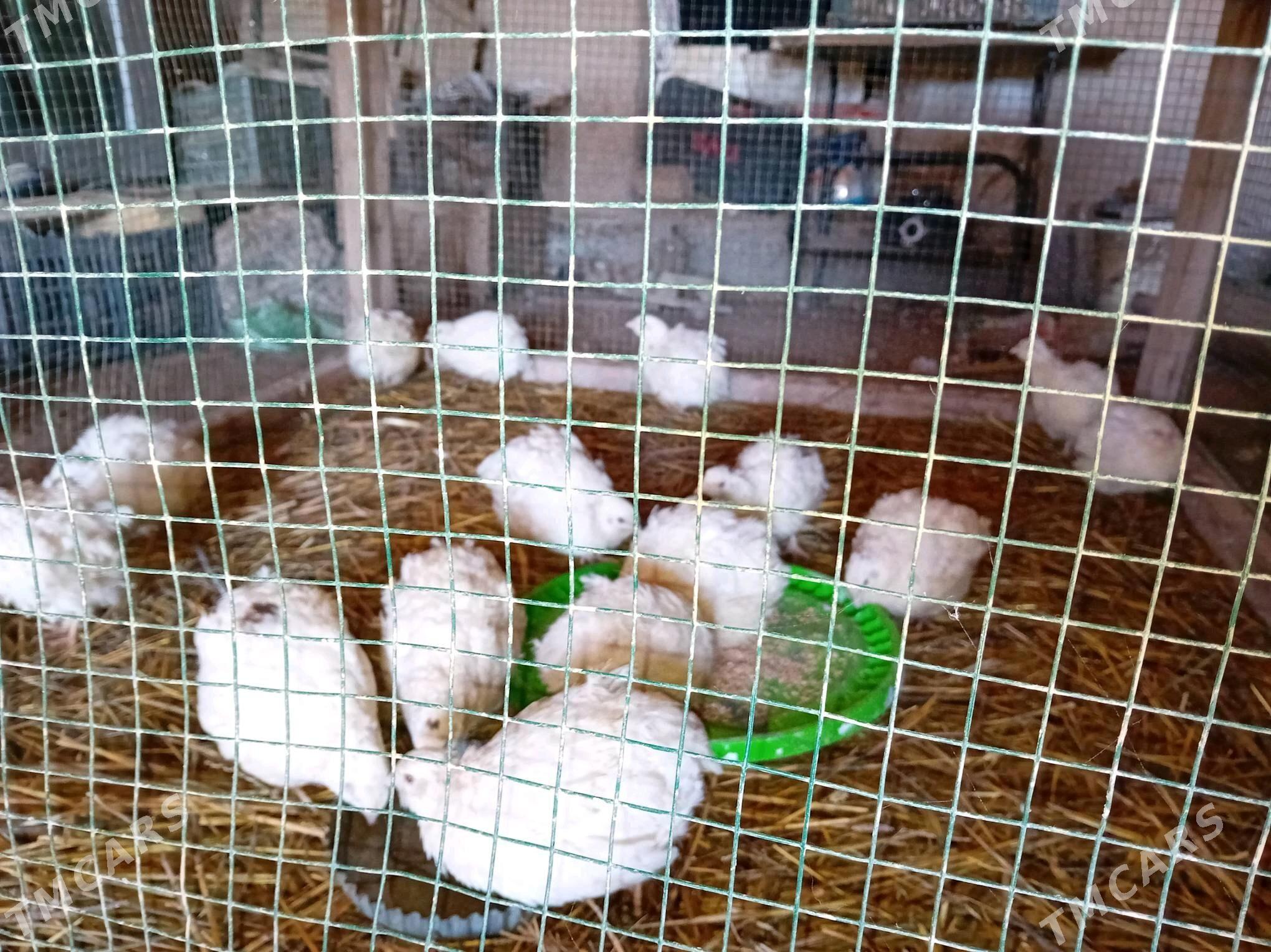 bedene - Dänew - img 2