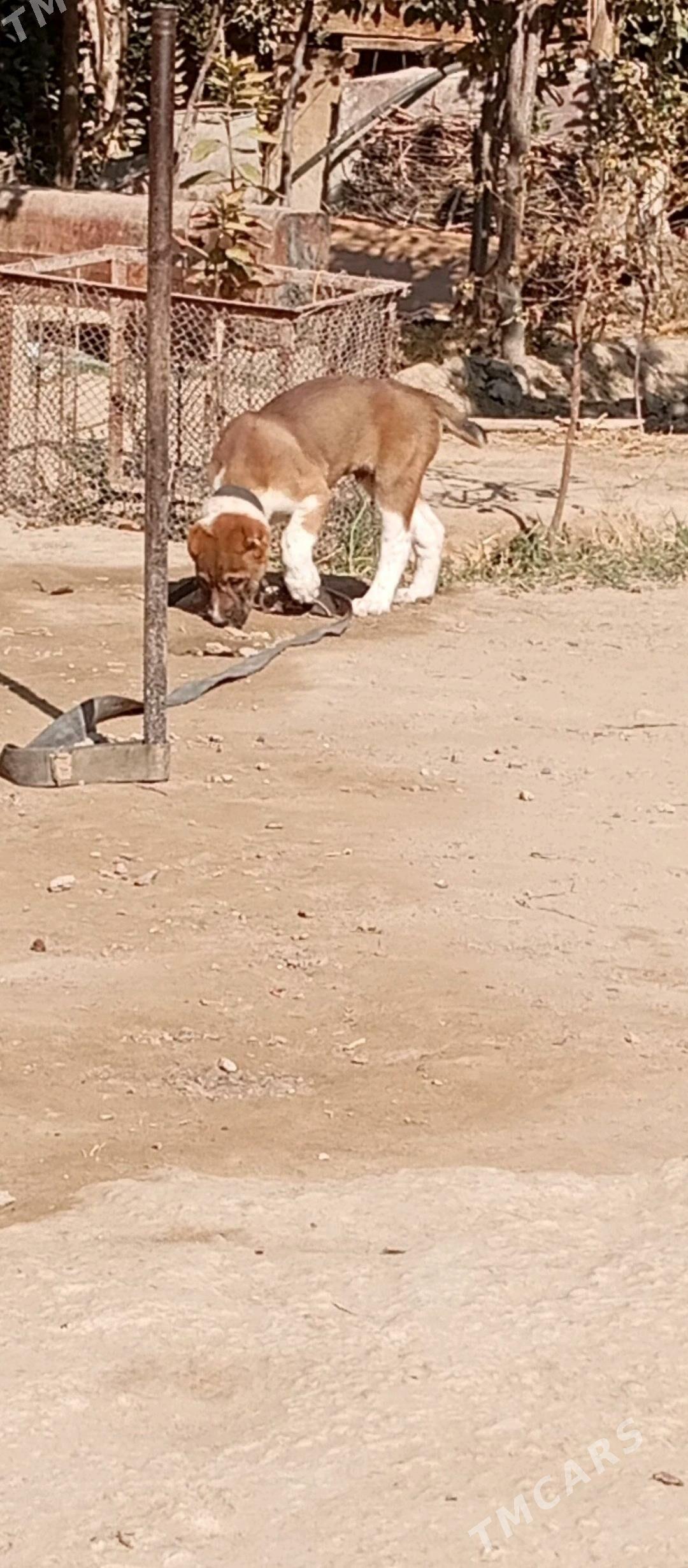 güjük - Кëши - img 3