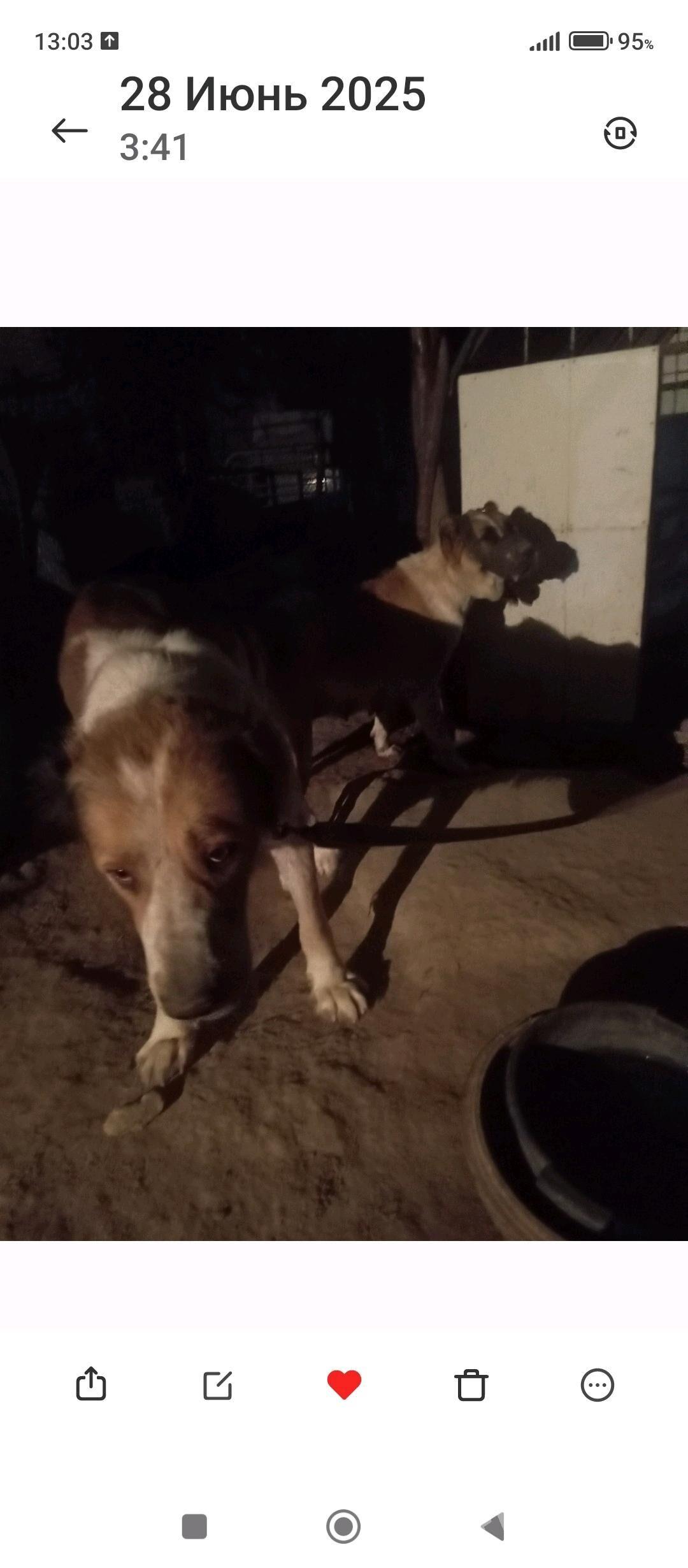 güjük - Кëши - img 5