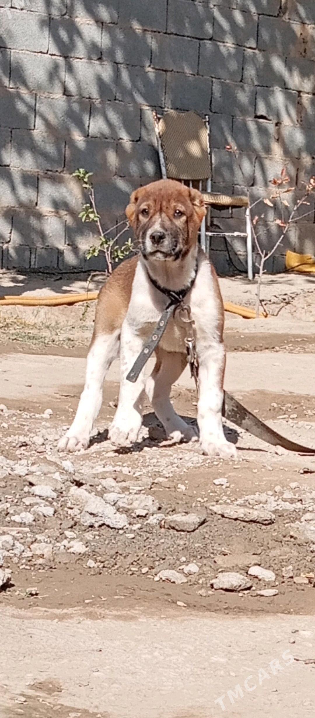 güjük - Кëши - img 1