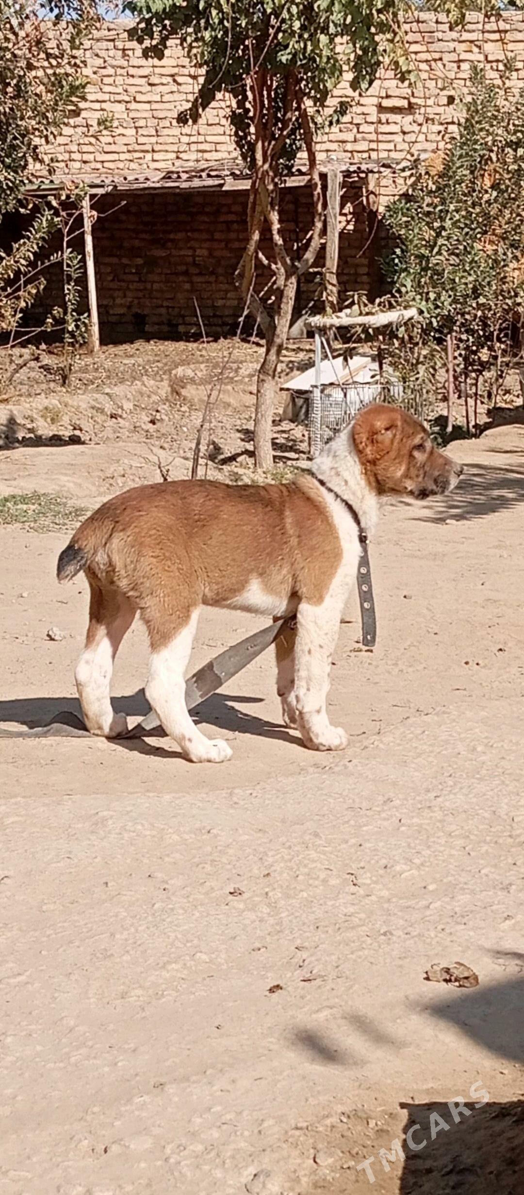 güjük - Кëши - img 2