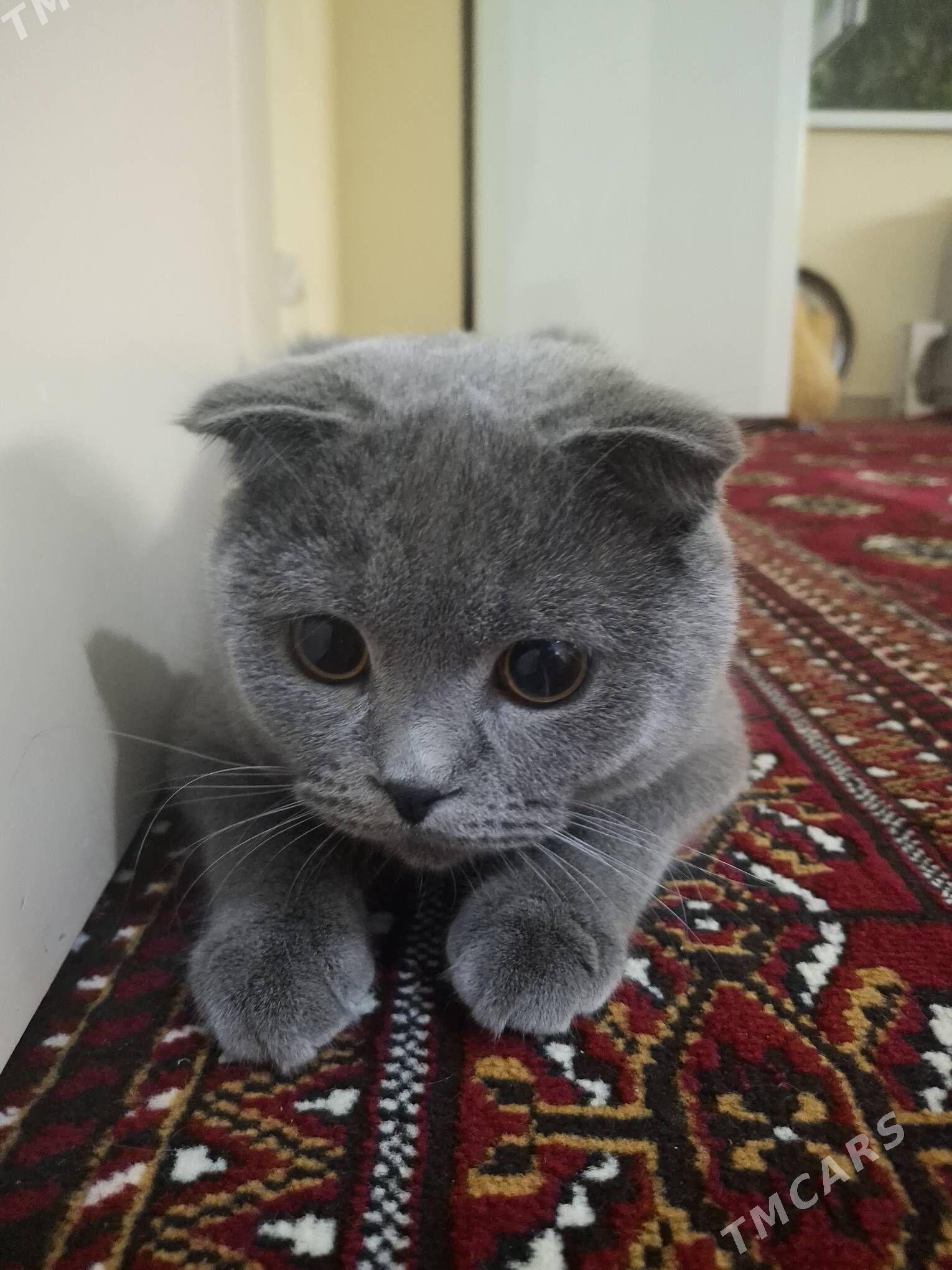 Шотландский кот на вязку - Köşi - img 3