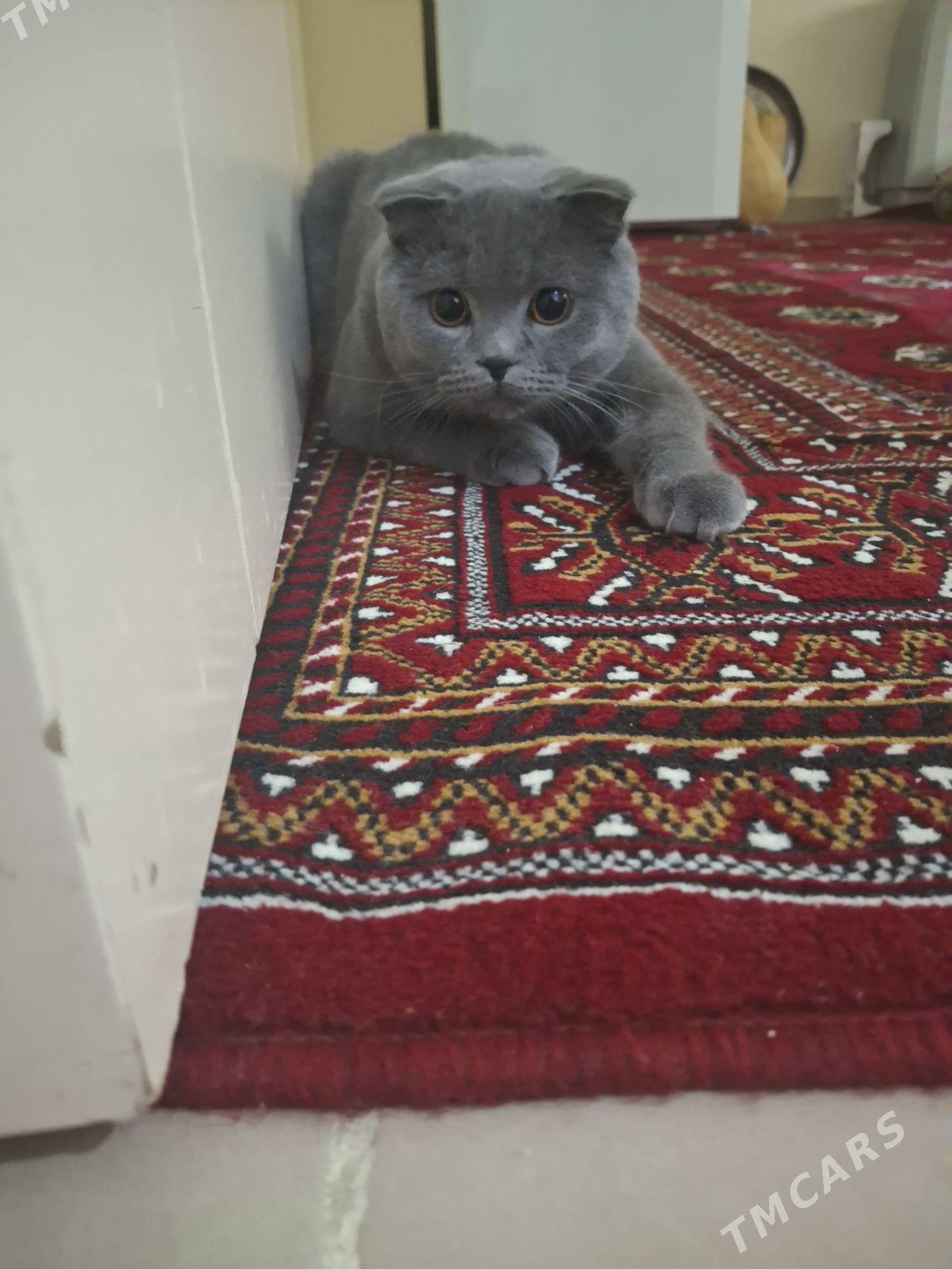 Шотландский кот на вязку - Köşi - img 4