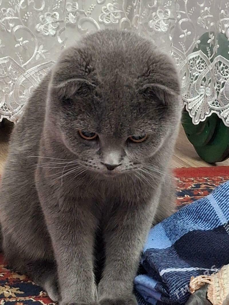 Шотландский кот на вязку - Köşi - img 2