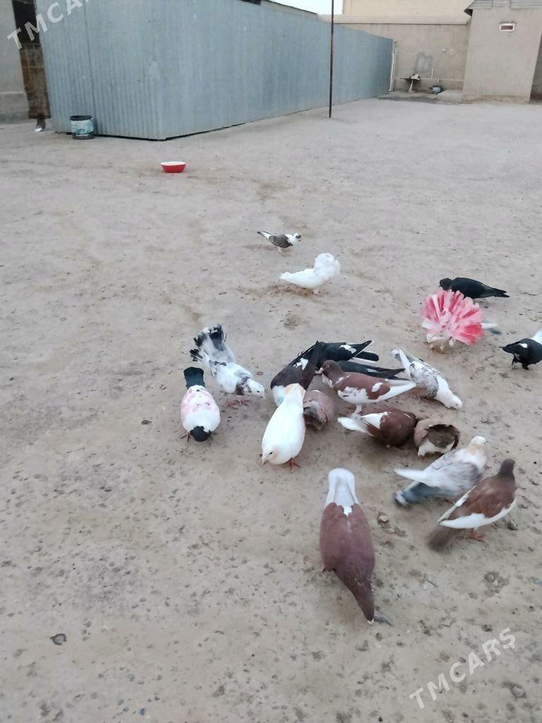 kepderi - Wekilbazar - img 2