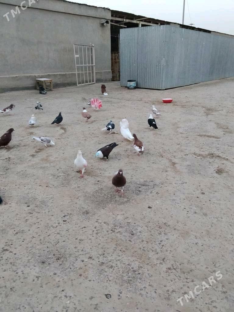 kepderi - Wekilbazar - img 3