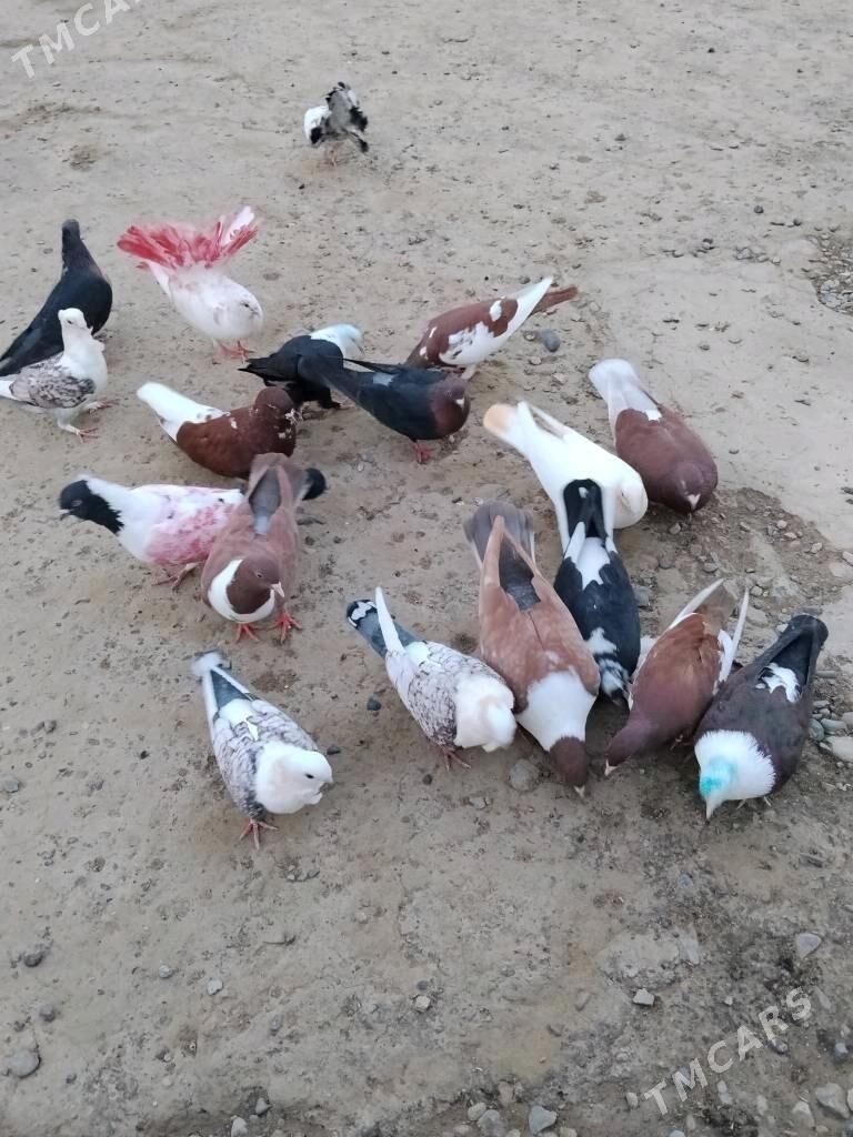 kepderi - Wekilbazar - img 5