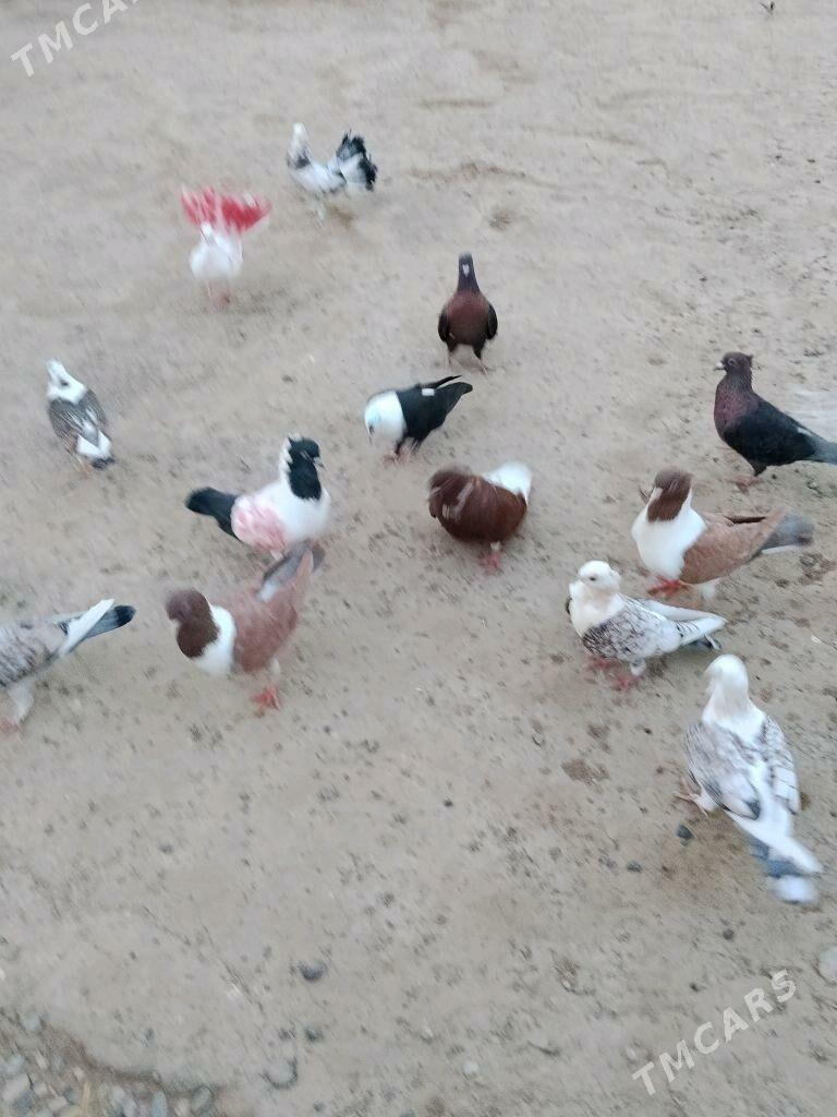 kepderi - Wekilbazar - img 4