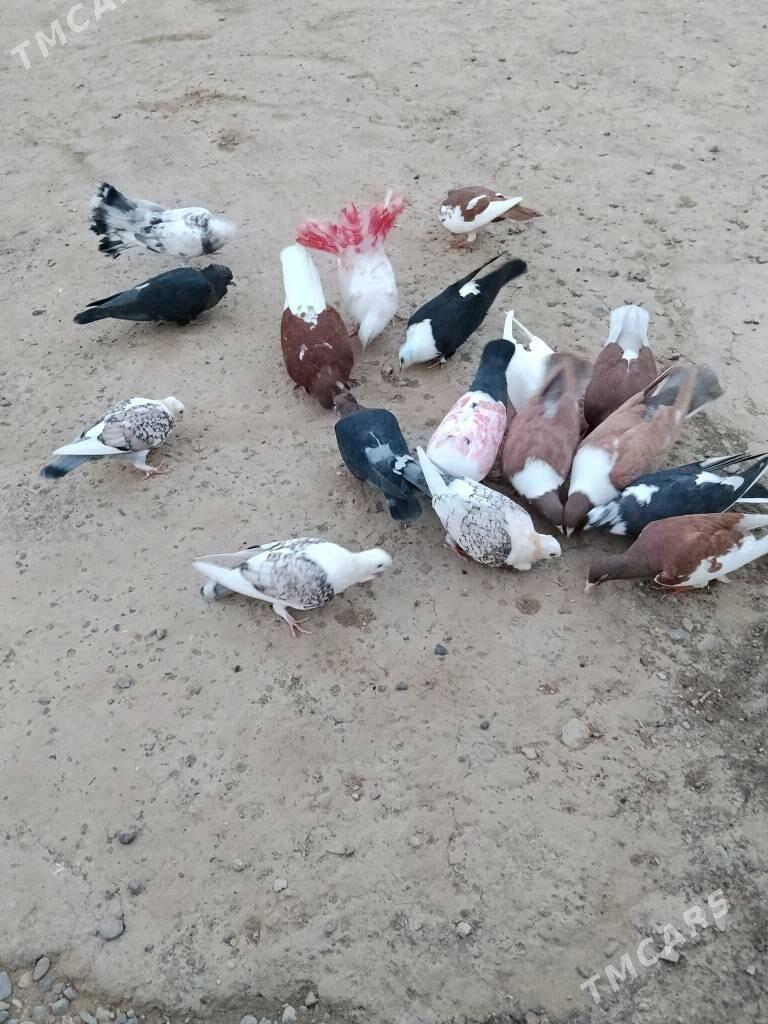 kepderi - Wekilbazar - img 8