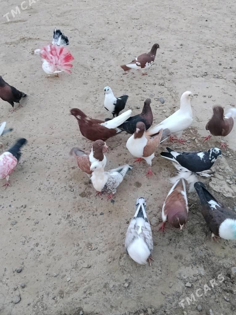 kepderi - Wekilbazar - img 7