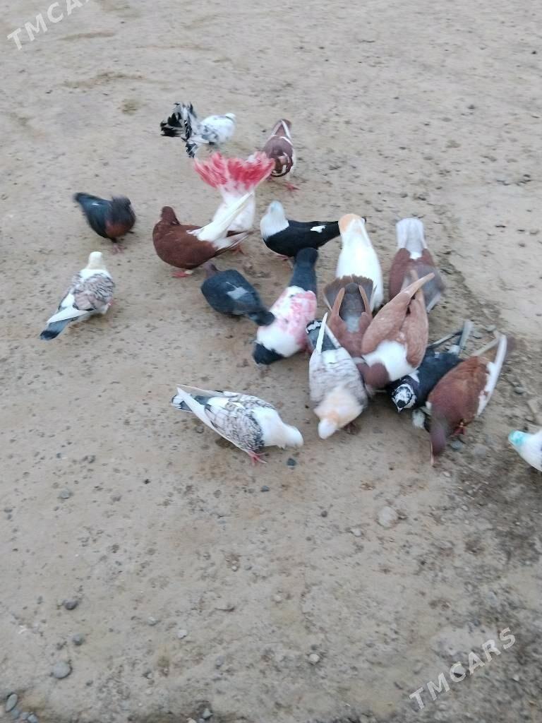 kepderi - Wekilbazar - img 6