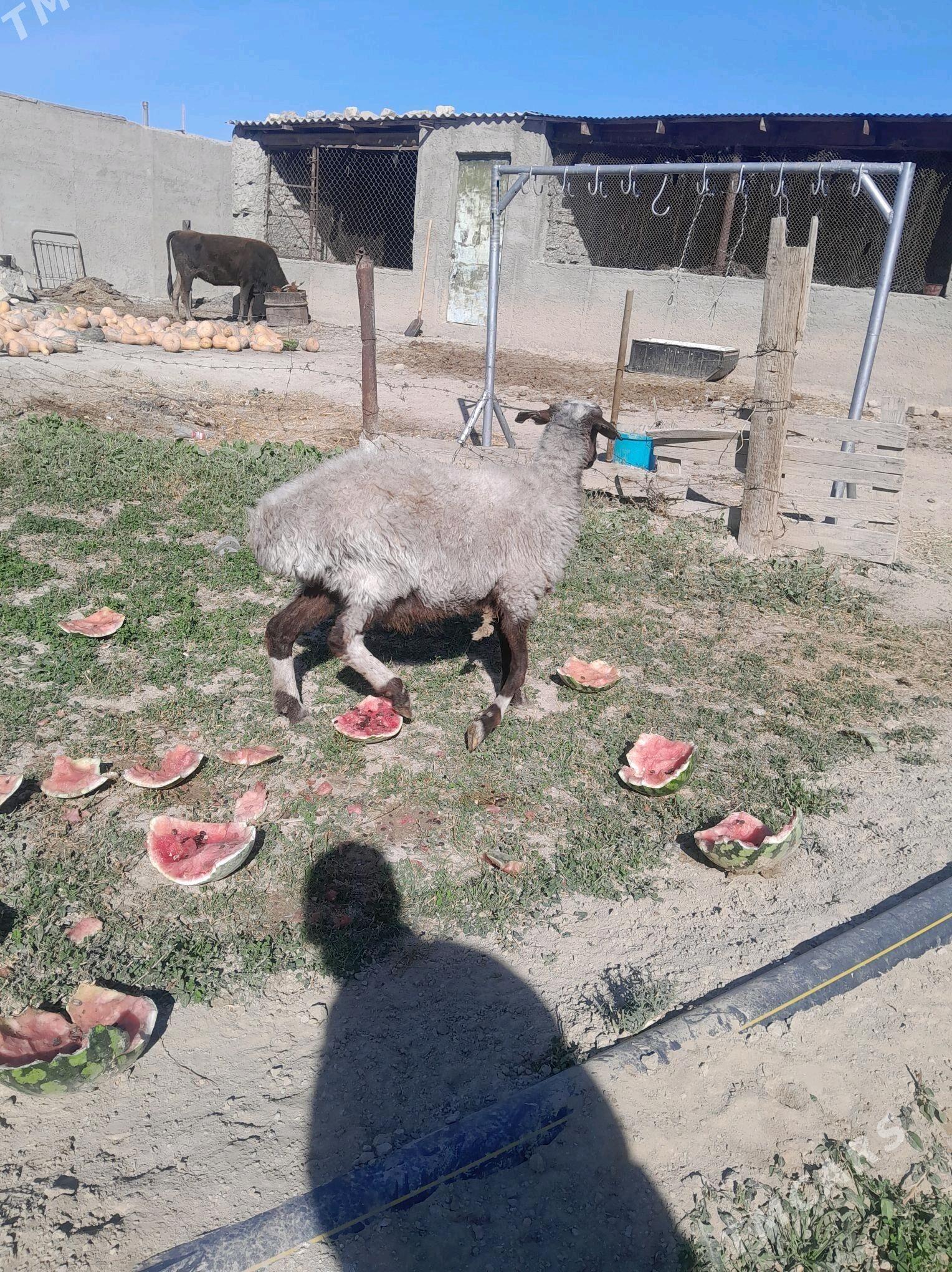 goyun we geci - Gyzylarbat - img 2