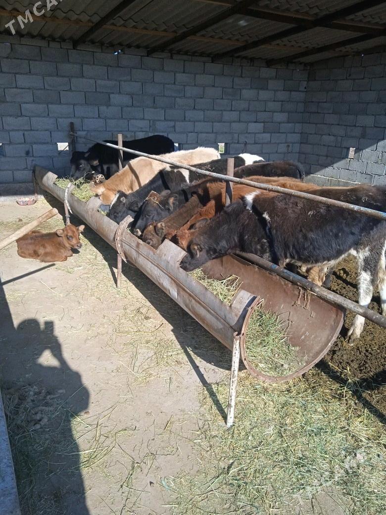 okuzceler 7 sany - Babadaýhan - img 2