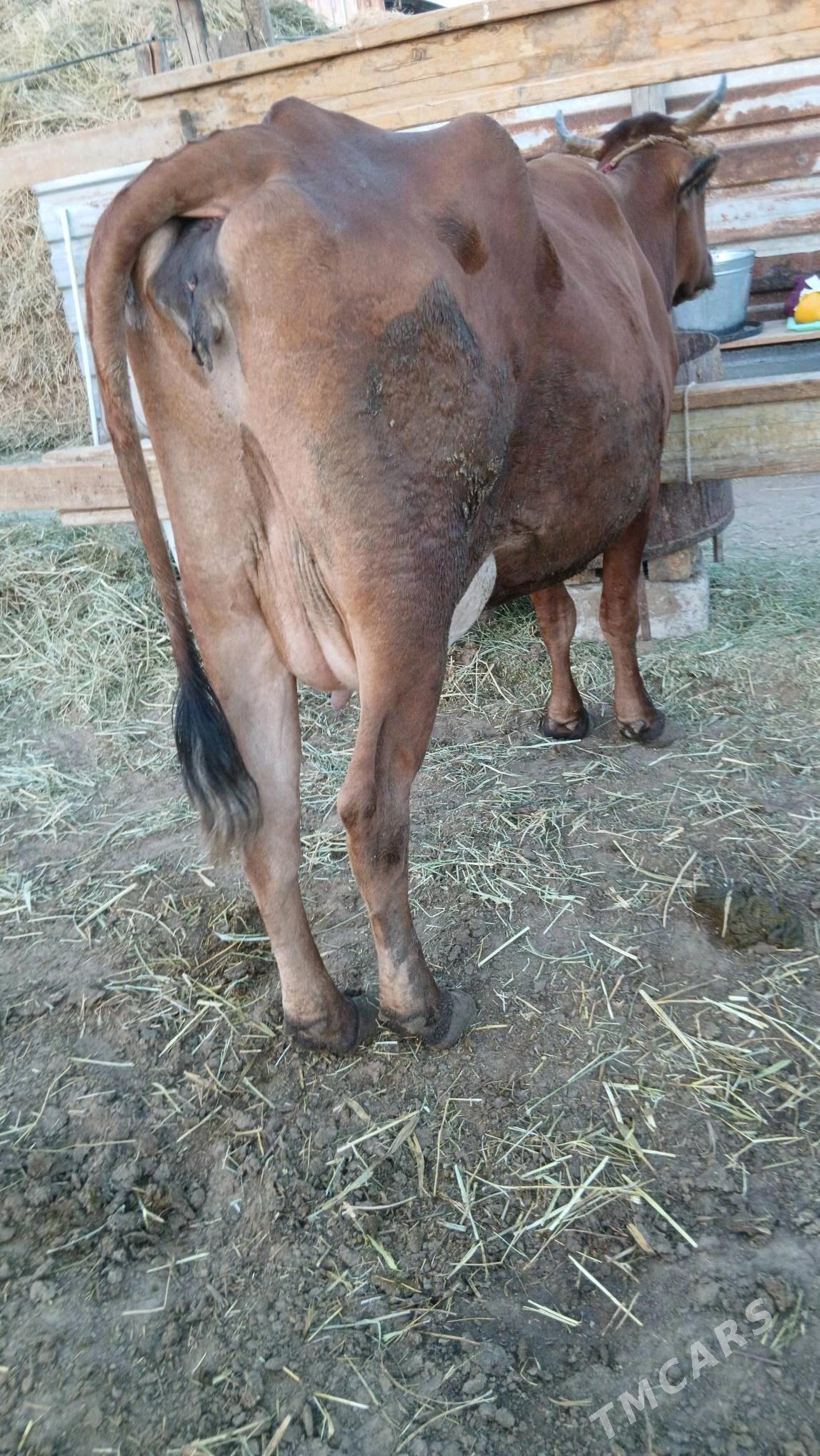 Sygyr - Gökdepe - img 2