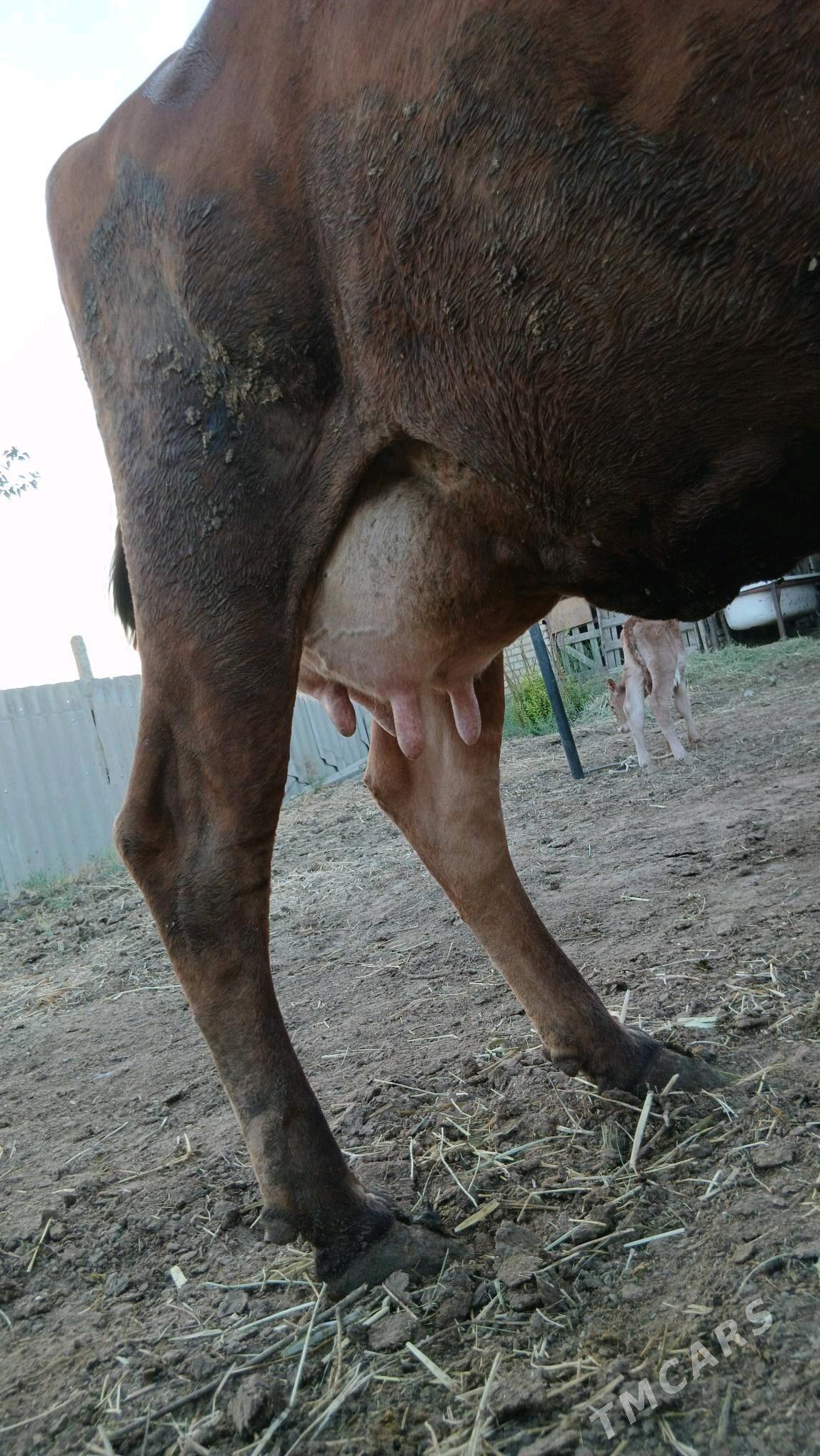 Sygyr - Gökdepe - img 3