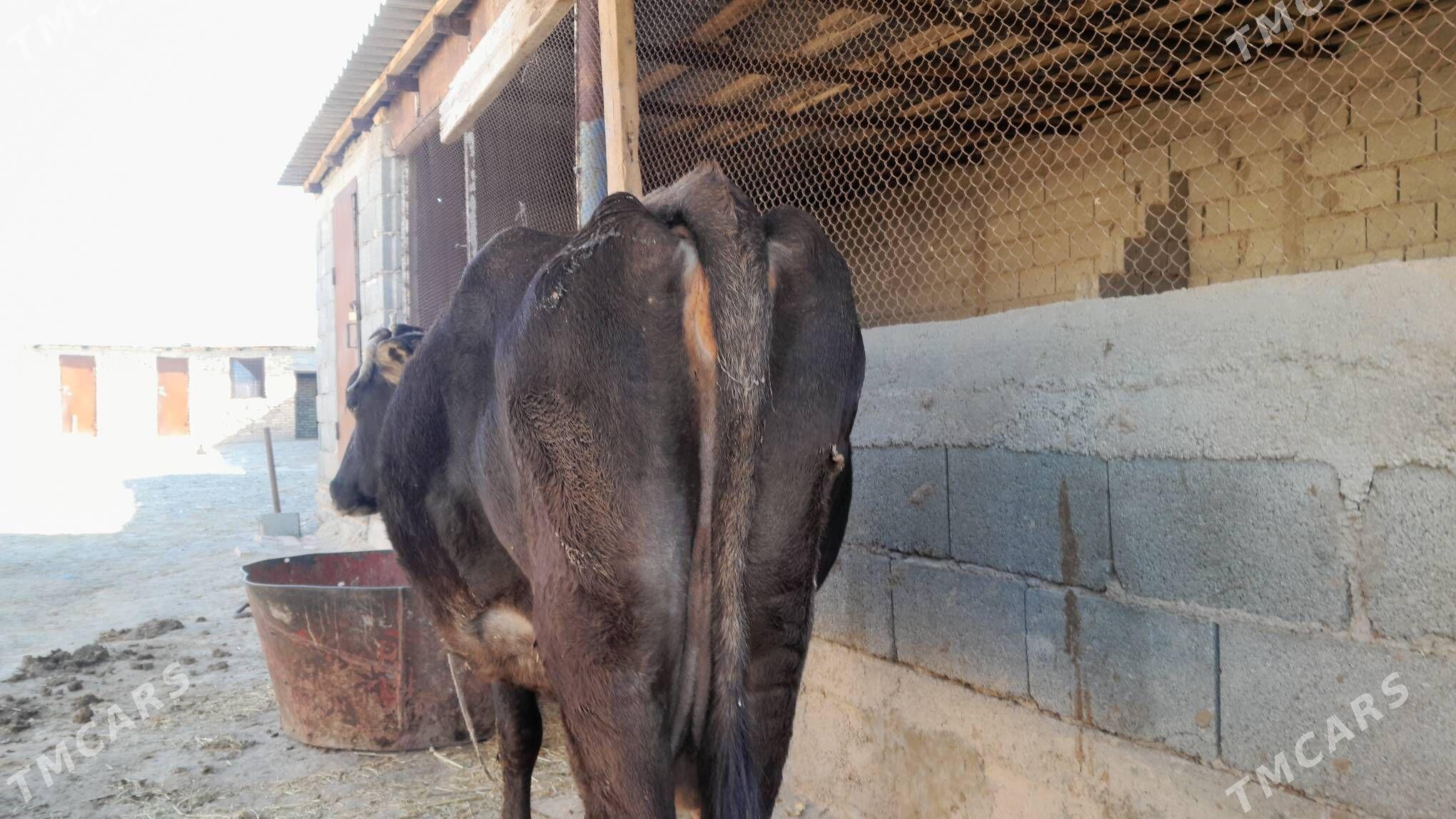 şwes sygyr - Gyzylarbat - img 3