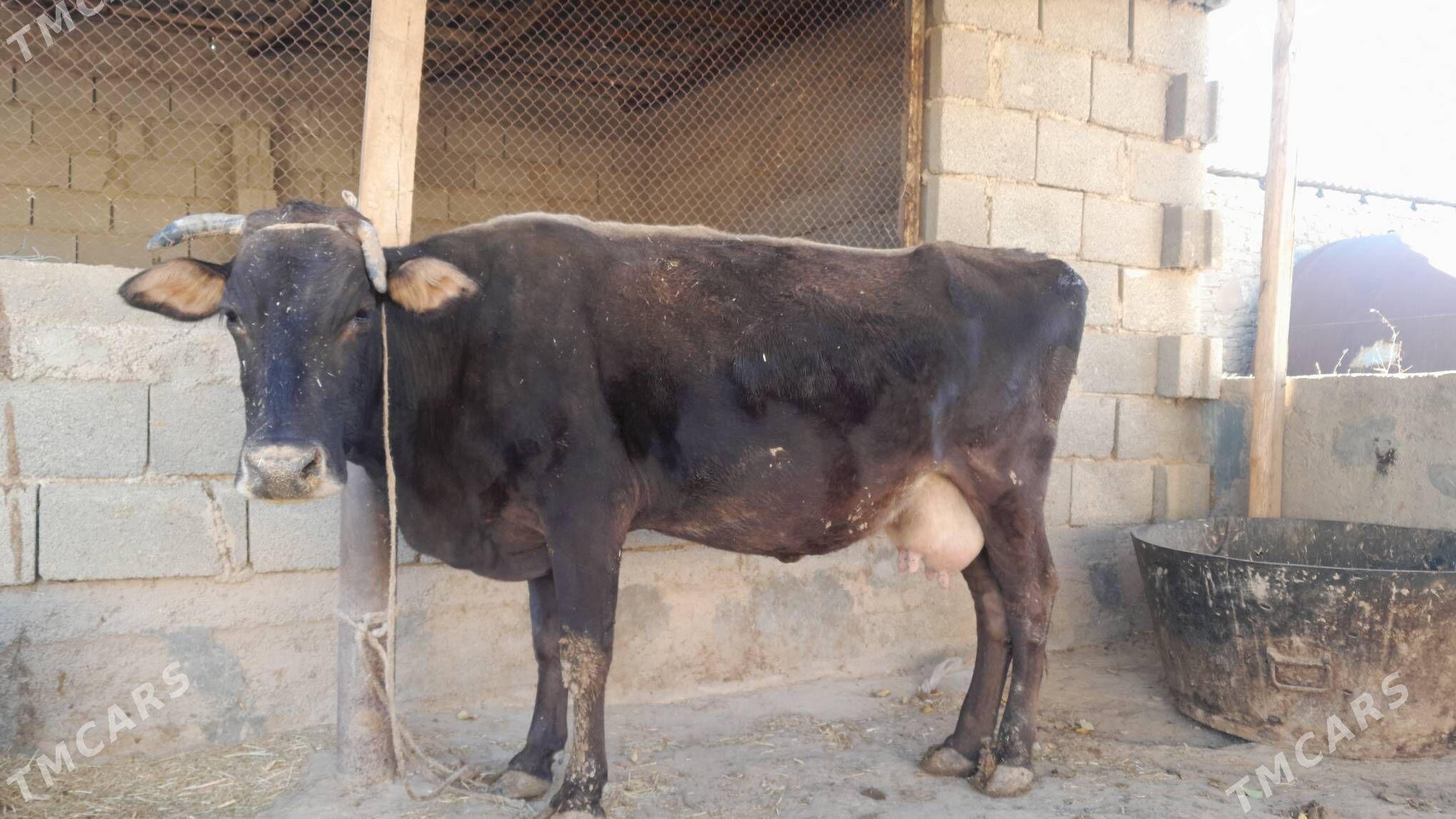 şwes sygyr - Гызыларбат - img 1