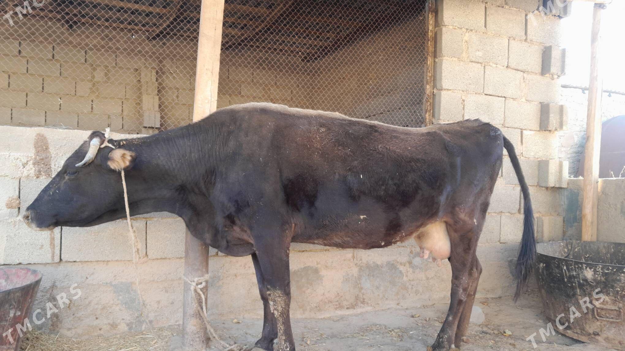 şwes sygyr - Gyzylarbat - img 6