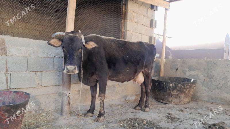 şwes sygyr - Gyzylarbat - img 2