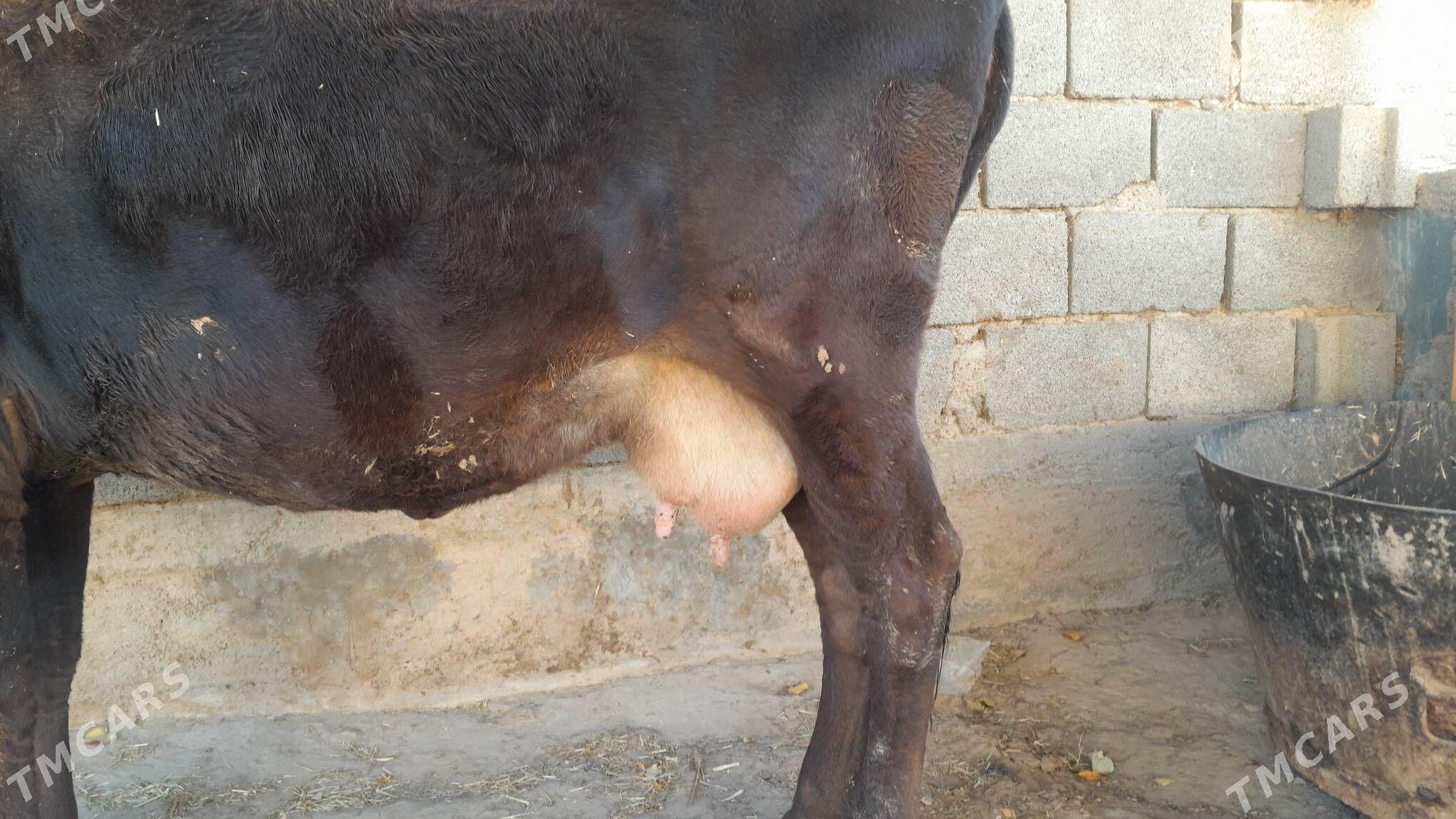 şwes sygyr - Gyzylarbat - img 4