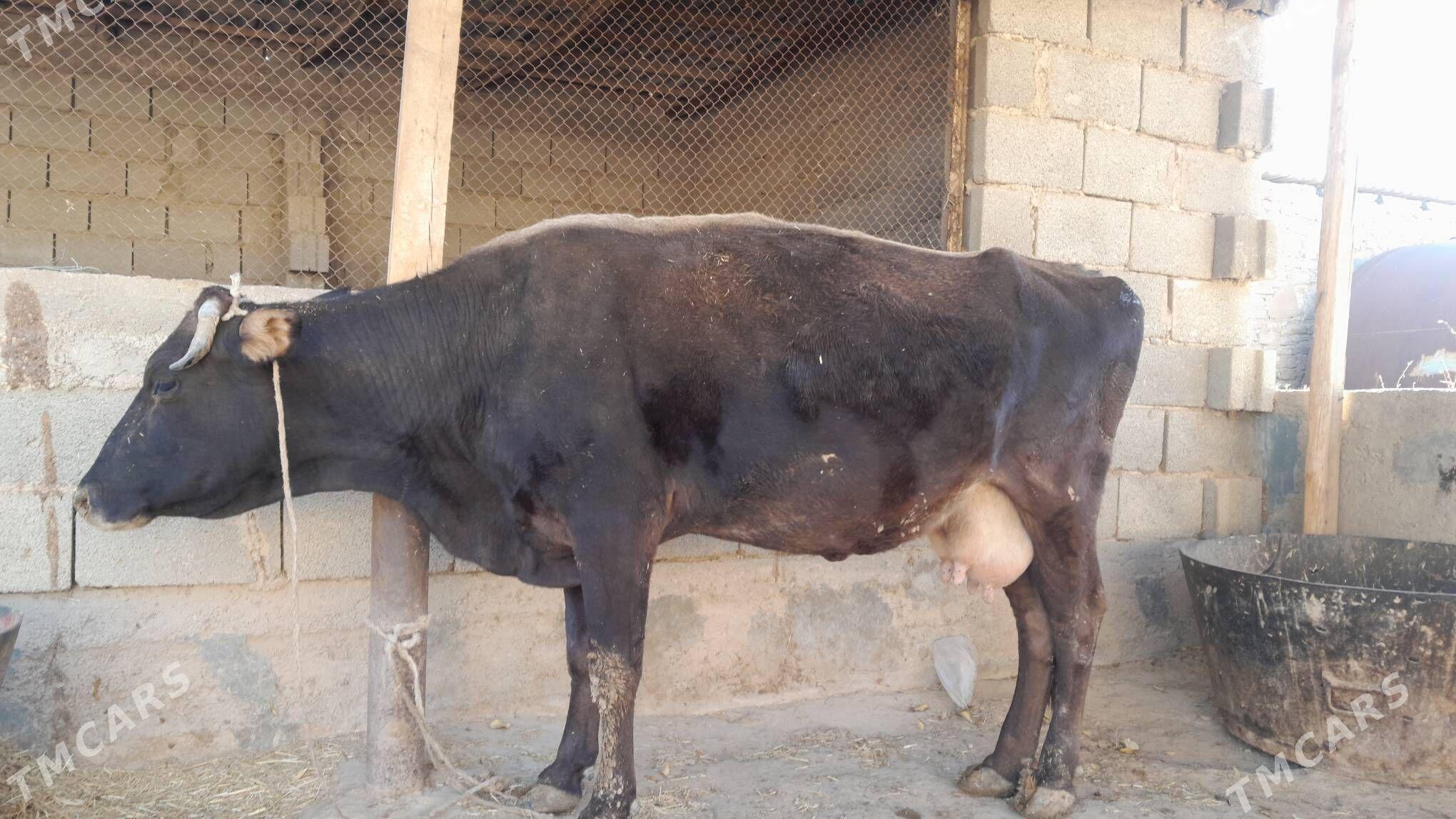 şwes sygyr - Gyzylarbat - img 5