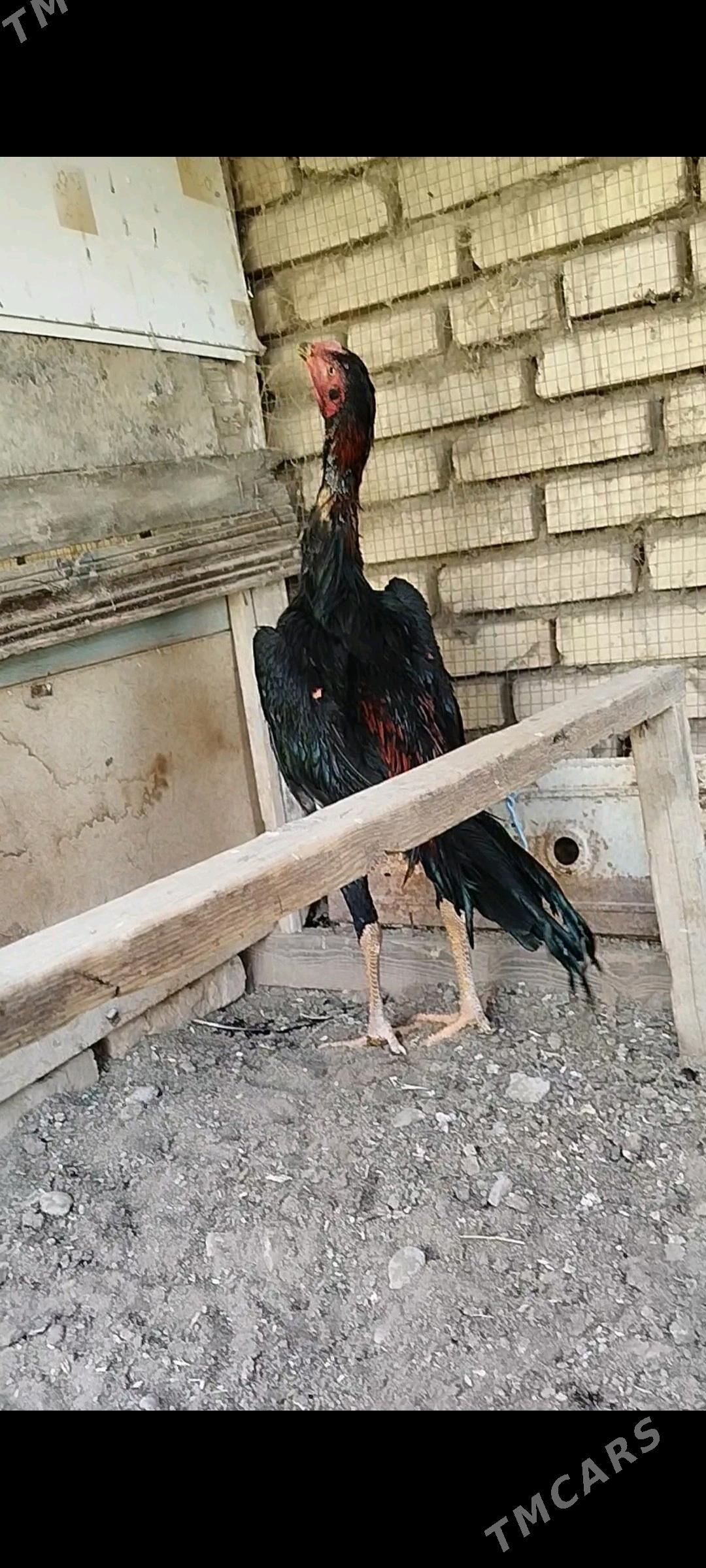 horaz - Murgap - img 1